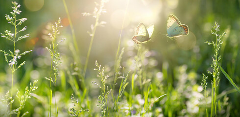 summer forest glade with flowering grass and butterflies on a sunny day;