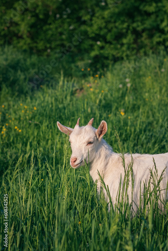 goat on the meadow. goat on green grass. goat on the farm. portrait of a goat. white goat in the meadow