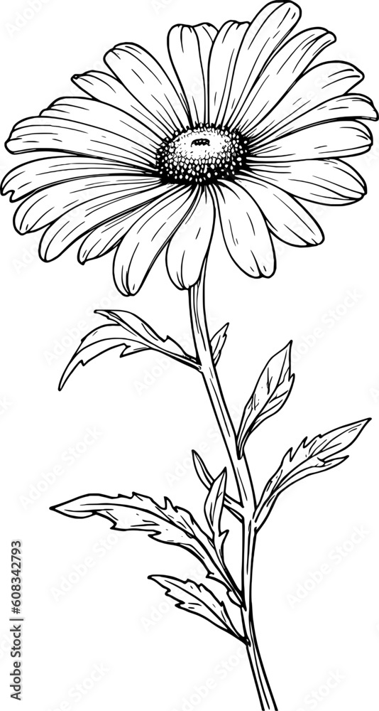Flower Daisy Line Art Flower Daisy Line Art