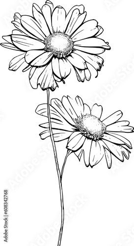 Daisy Flower Line Art