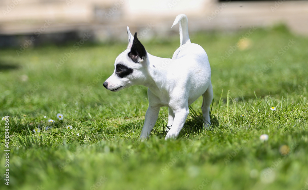 pinscher breed puppy pinscher breed puppy
