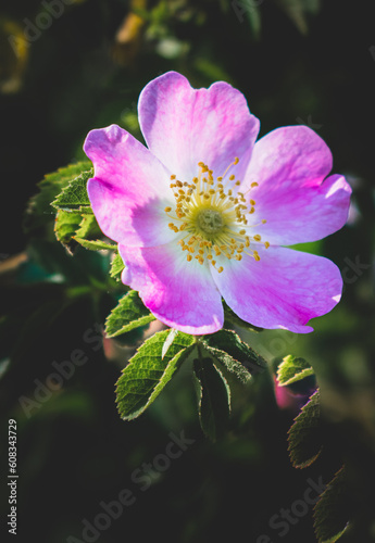 pink and white flower photo