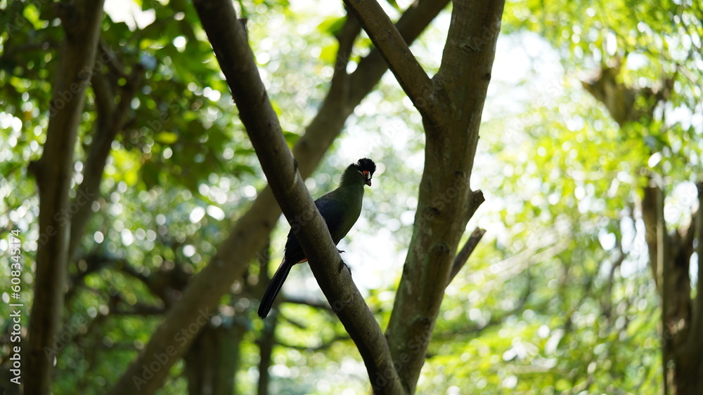 Obraz premium White-cheeked turaco|Menelikornis leucotis|白頰蕉鵑蕉鵑