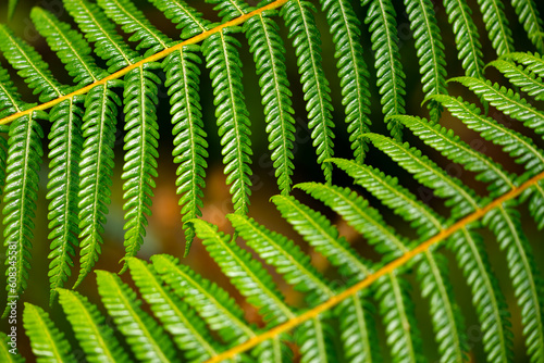 2 parallel contrarotating bright green fern fronds with perfect regular leaf pattern and structures. Natural organic background with graphic shapes. Macro close up in botanical garden in Germany.  photo