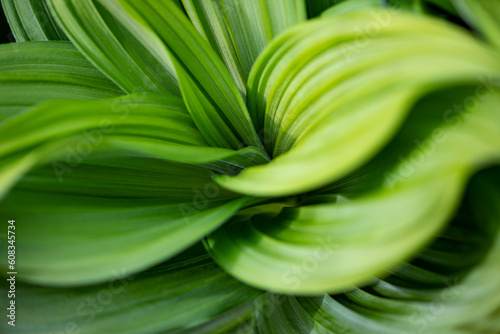 False hellebores or helleborines or corn lilies (Veratrum), a genus of flowering plants in the family Melanthiaceae. Decorative fresh green leaves shaped like cones, funnels or fillers. Macro close up