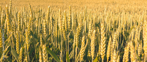 Ripe wheat on field. Cereal crop in sunlight. Rich harvest concept.
