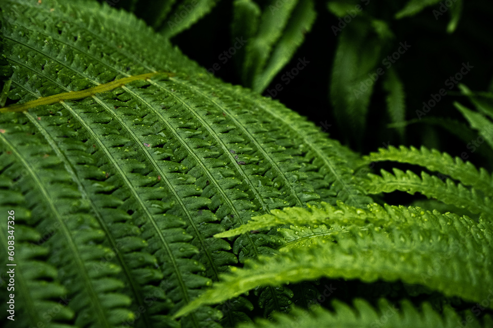 fern leaf in the forest fern leaf in the forest