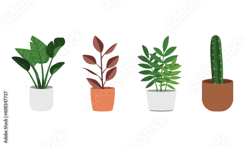 Set of different indoor plant in a pot