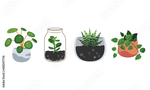 Set of different indoor plant in a pot