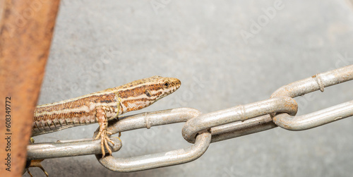 The forest lizard Darevskia praticola stands on a chain photo