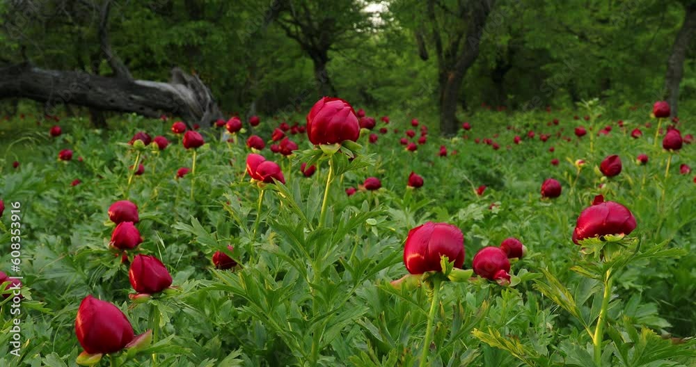 Wild peony (Paeonia peregrina romanica) in a grass field nearby the Enisala fortress. The Romanian Parliament declared through a law this flower the national flower of Romania. Selective focus. Wild peony (Paeonia peregrina romanica) in a grass field nearby the Enisala fortress. The Romanian Parliament declared through a law this flower the national flower of Romania. Selective focus.