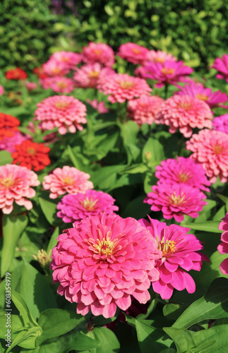 Fantastic Flower Field of Blooming Pink Zinnia in the Sunlight