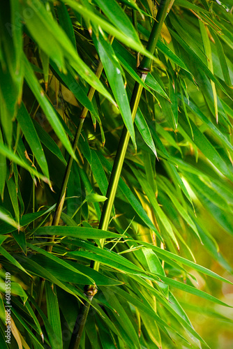 Bamboo colors