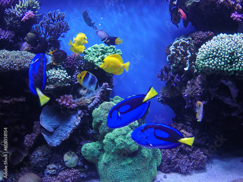 Fototapeta Naklejka Na Ścianę i Meble -  Coral reef exhibit in the Monterey Bay Aquarium