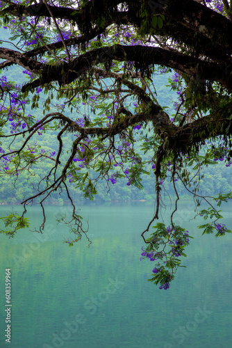 vibrant blooms of Jacaranda trees enchanting Phewa Lake (ID: 608359964)