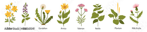 Obraz na plátně Vector set of medicinal plants