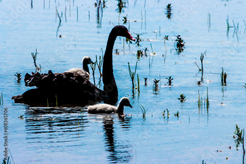 A stunning animal portrait of a Black Swan family and their baby Cygnets on a lake