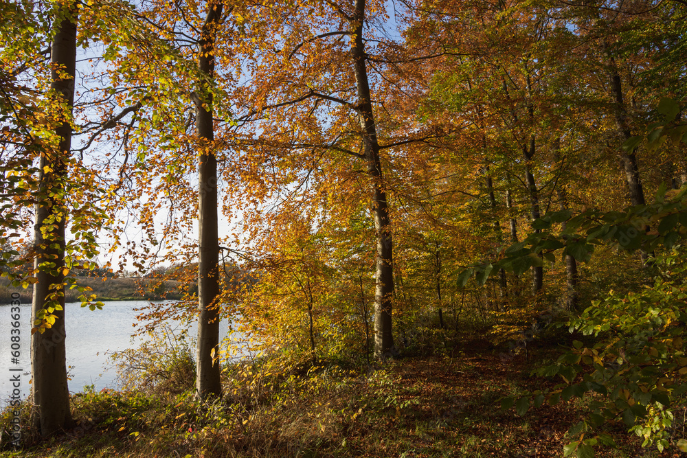 Obraz premium Wald am See im Herbst