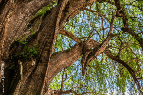 Bild auf Leinwand Árbol del Tule - Cabeza de Venado