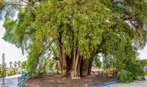 Árbol del Tule photo