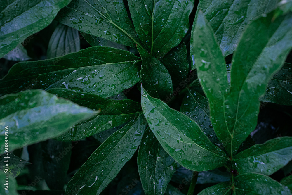 Fototapeta premium Rain drops on the green leaves, after rain