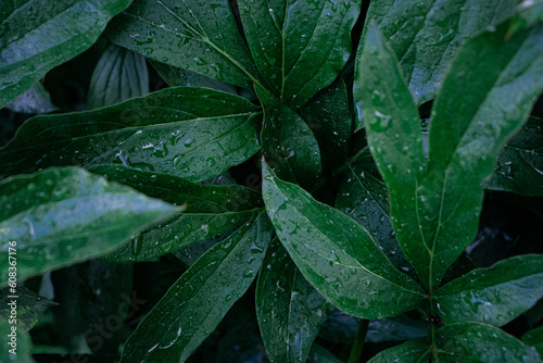 Quadro em tela Rain drops on the green leaves, after rain
