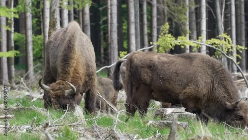 wild living European wood Bison, also Wisent or Bison Bonasus, is a large land mammal and was almost extinct in Europe, but now reintroduced to the Roothaarsteig mountains in Sauerland Germany and roa photo