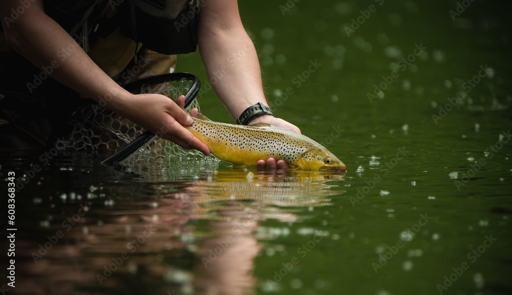 Fishing. Fisherman and trout,brown trout flyfishing. - obrazy, fototapety, plakaty 