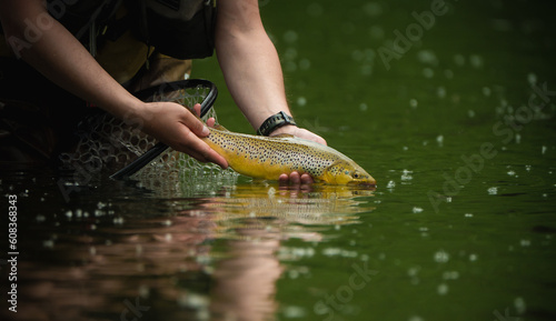 Fishing. Fisherman and trout,brown trout flyfishing.