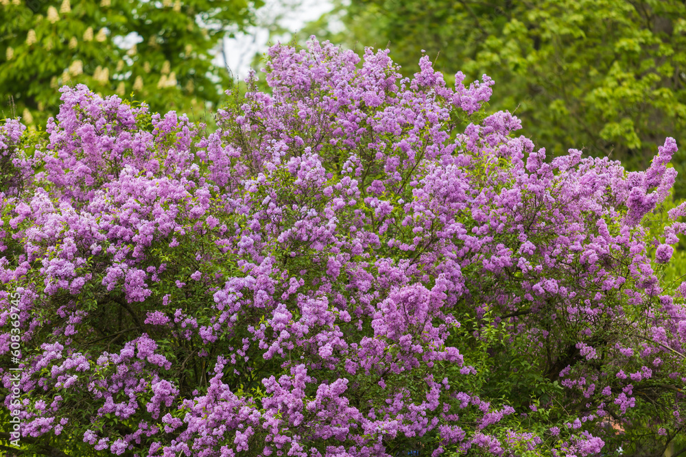 Beautiful ornamental shrub Lilac - Syringa vulgaris - blue-violet flowers with green leaves.
