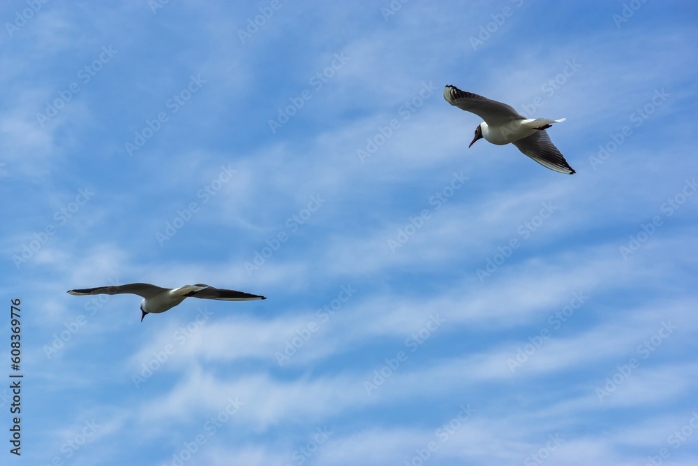 Seagulls against the sky