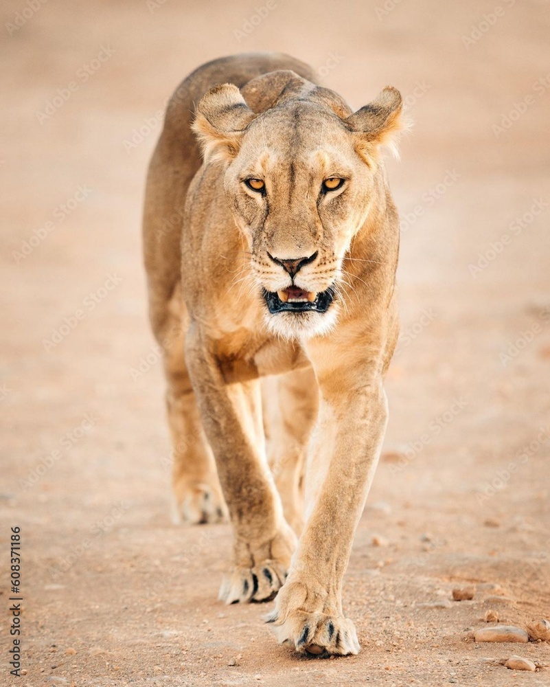 Obraz premium lion in park walking 