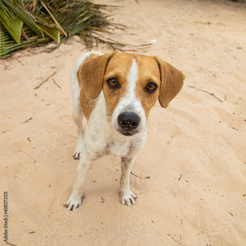 Retrato de um cachorro vira-lata caramelo e branco na areia da praia olhando para a câmera.