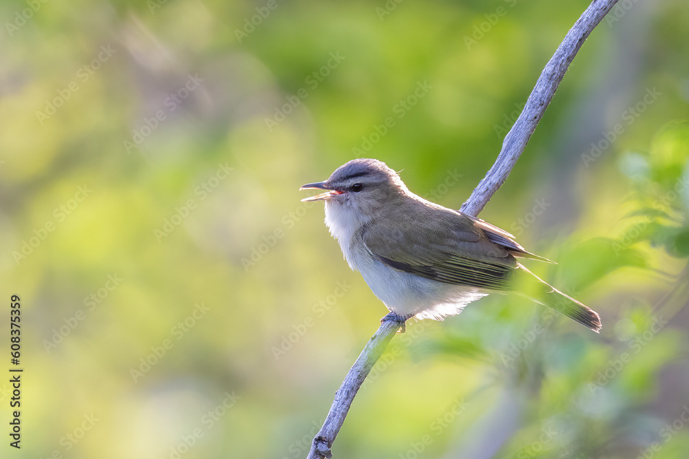 red-eyed vireo (Vireo olivaceus) singing in spring red-eyed vireo (Vireo olivaceus) singing in spring