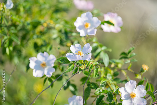 wild rose blooming in the meadow