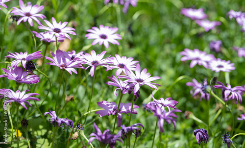 osteospermum flowers