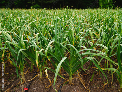 Field of organically grown garlic photo