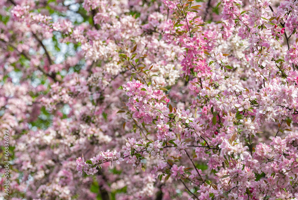 spring background of blooming pink apple tree