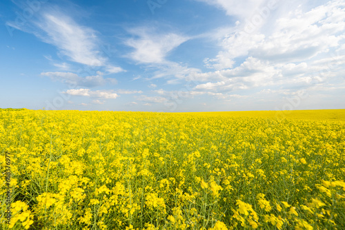 field with blooming rapeseed on a sunny day © ksena32