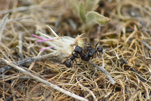 Ants carrying thistle seeds to the anthill. The strenght of teamwork