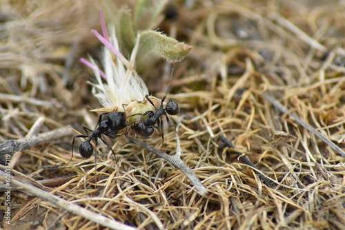 Ants carrying thistle seeds to the anthill. The strenght of teamwork