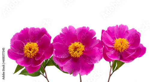 beautiful peonies isolated