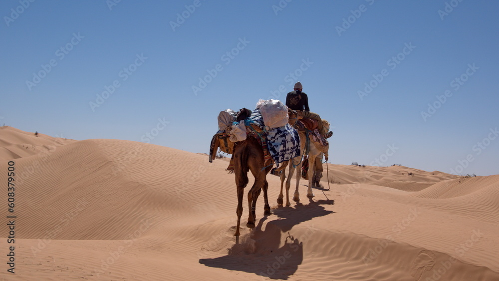 Dromedary camels (Camelus dromedarius) on a camel trek in the Sahara Desert, outside of Douz, Tunisia Dromedary camels (Camelus dromedarius) on a camel trek in the Sahara Desert, outside of Douz, Tunisia