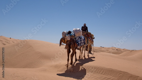 Dromedary camels (Camelus dromedarius) on a camel trek in the Sahara Desert, outside of Douz, Tunisia © Angela