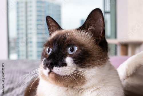 Fototapeta Naklejka Na Ścianę i Meble -  Siamese cat with blue eyes closeup portrait