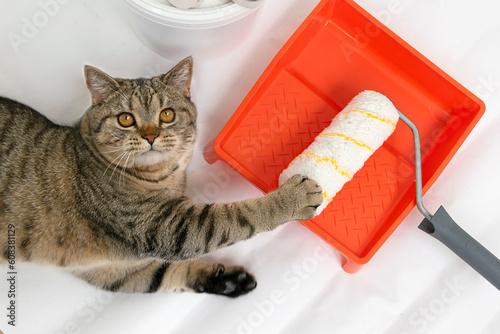 Beautiul scottish straight cat lying against paint can, roller and paint tray for painting wall on the floor