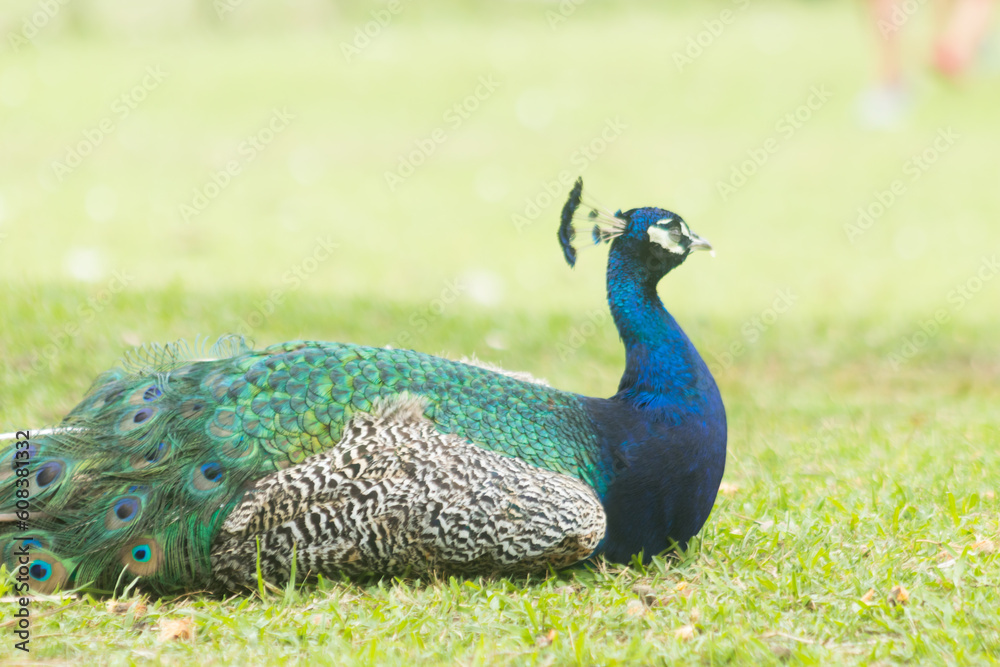 Obraz premium Pavo real descansando en una reserva con fondo verde.
