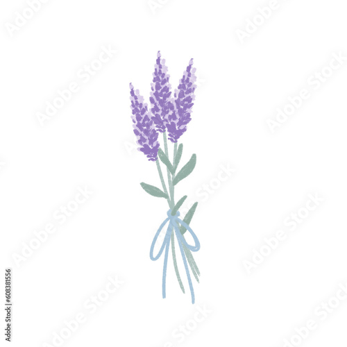 Fototapeta Naklejka Na Ścianę i Meble -  lavender isolated on white background