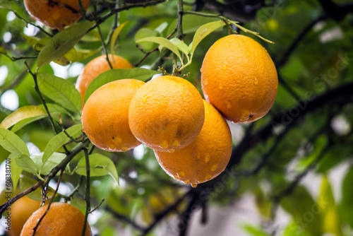 Close up orange trees with fruits. Fresh oranges on the tree. Ripe tangerines on a tree branch. Ripe orange drops after rain in a green garden.