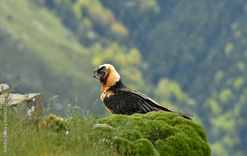 Fototapeta premium quebrantahuesos en el pirineo aragonés. España